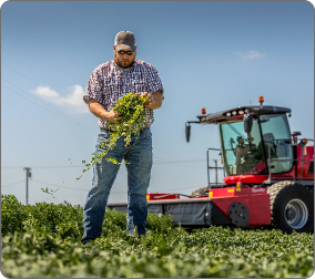 Farmer checking moisture levels of hay crop.
